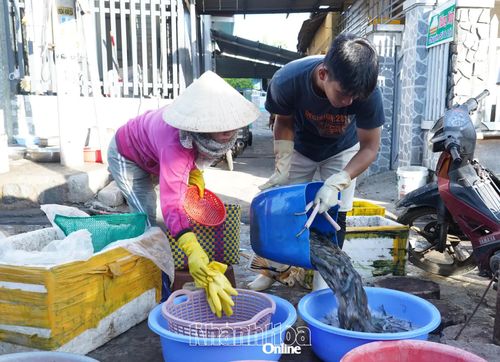 Cảng cá Ninh Chử từ lâu đã nổi tiếng với hải sản tươi ngon.