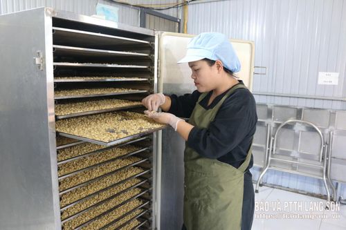 Chị Hoàng Thị Yến kiểm tra chất lượng hạt ngô