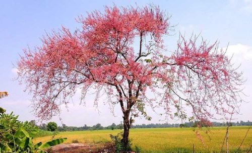 Cây ô môi được trồng phổ biến ở miền Tây Nam Bộ.