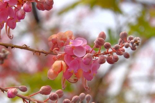 Hoa ô môi có màu hồng phấn rất đẹp.