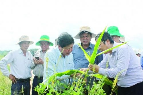 Nông dân khốn đốn vì sâu bệnh