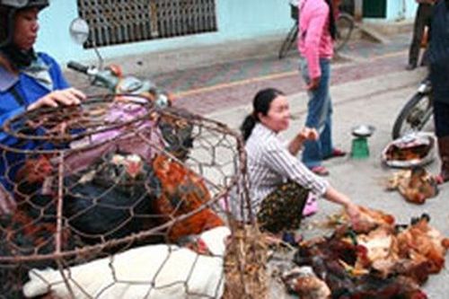 Ca tử vong đầu tiên vì cúm A/H5N1 năm 2010: Cảnh báo nguy cơ bùng phát dịch