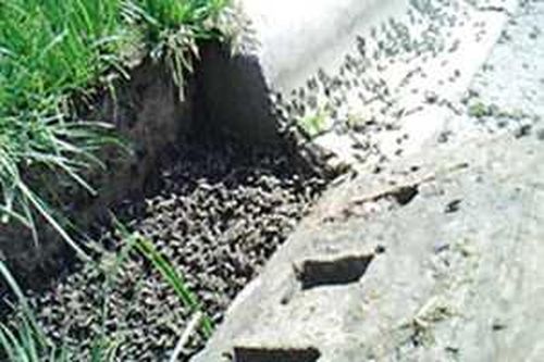 Hàng vạn con cóc đổ ra đường ở Trung Quốc