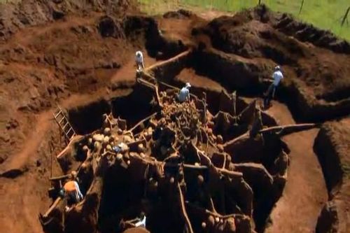Khám phá một siêu tập đoàn kiến dưới lòng đất
