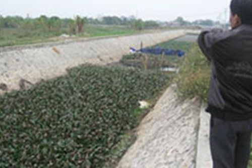 Doanh nghiệp 'coi thường', địa phương bất lực