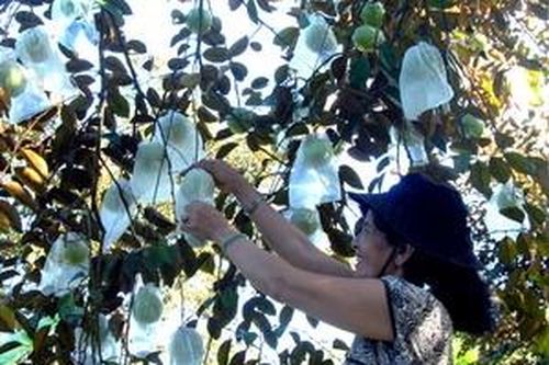 Phát triển các vùng cây ăn quả tập trung theo VietGap