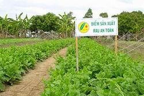 Đầu tư 9 tỷ đồng cho dự án sản xuất rau theo tiêu chuẩn VietGAP