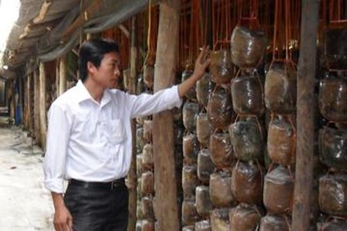 Phát triển mô hình trồng nấm tại Thái Nguyên