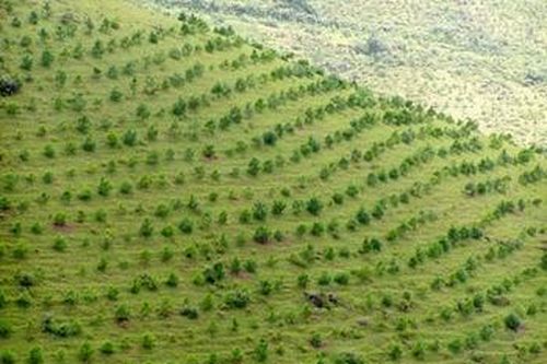 Quảng Ngãi sẵn sàng hơn 10 triệu cây giống cho vụ trồng rừng 2011