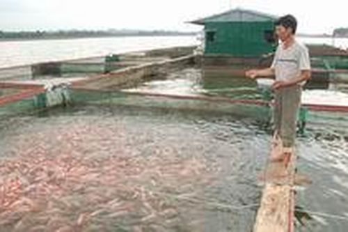 Chuẩn bị tốt cho nuôi trồng thủy sản nước ngọt năm 2012 ở Bắc Bộ và Bắc Trung Bộ