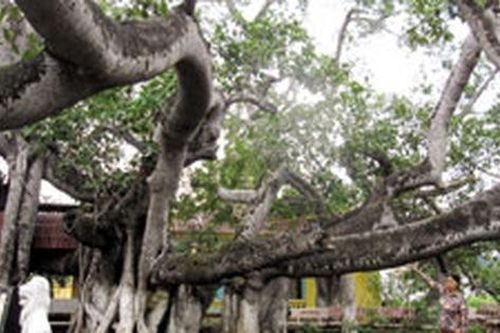 Huyền ảo cây đa... 13 gốc