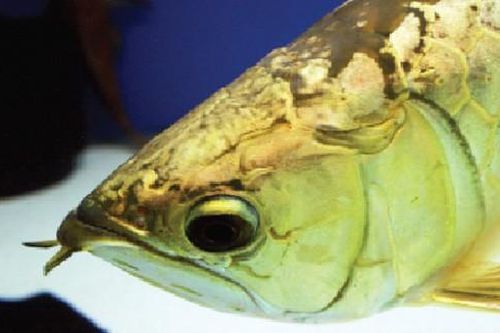 Huyền thoại cá Rồng