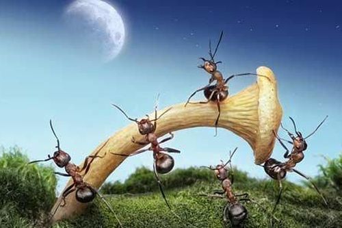 Bộ ảnh độc đáo về thế giới loài kiến