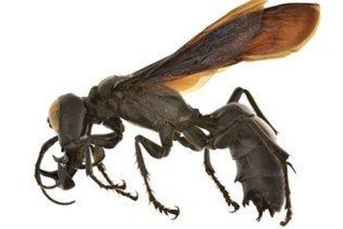Phát hiện ong quái vật với hàm 'siêu khủng'