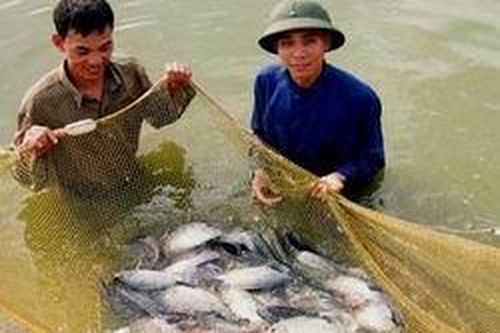 Bắc Ninh phát triển nuôi trồng thủy sản