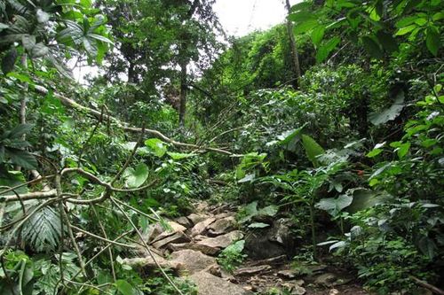 Cung đường gỗ lậu và 'ông trùm' khét tiếng
