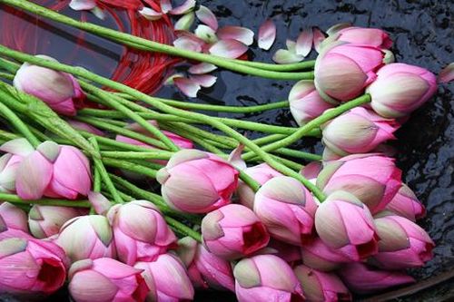 Duyên trà sen Tây Hồ