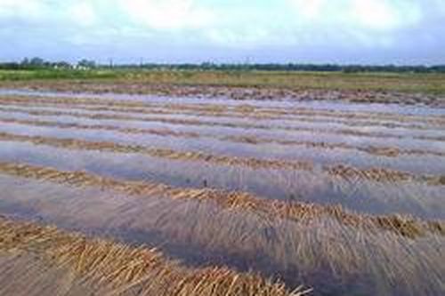 Nghệ An hỗ trợ giống sản xuất cho vùng lũ