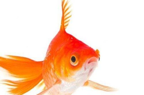 Cá nước mặn có thể sống trong nước ngọt?