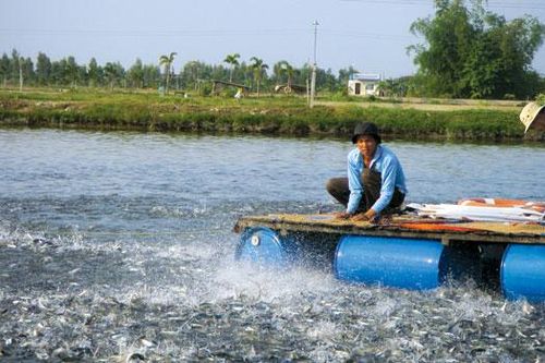 Đồng Tháp quy hoạch 2.400 ha nuôi cá tra