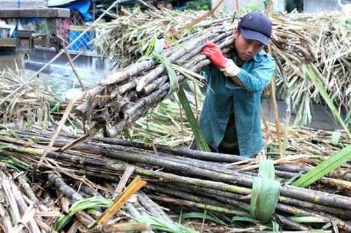 Mía đường: Vị đắng thủ công