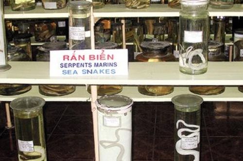 Săn 'mãng xà' làm 'bùa hộ mệnh'?