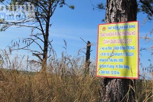 160 ha rừng thông phòng hộ đã bị chặt phá không thương tiếc