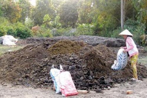 Đến phân trâu khô cũng bị thu mua