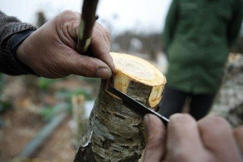 Xem đào rừng 'phối giống' đào nhà