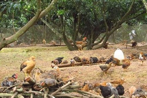 Người Yên Thế nuôi gà gì?