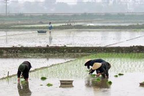 Bắc Bộ: Gần 98% diện tích gieo cấy đã có nước