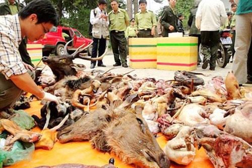 Xử lý tang vật là động vật hoang dã: Làm thuốc hay tiêu hủy?