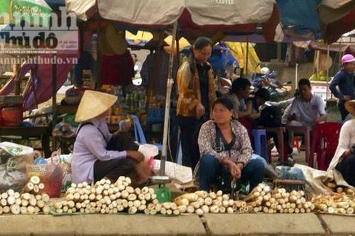 Về miền tây xứ Nghệ mùa măng đắng