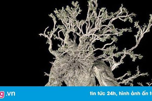 Cây lạ giống nhân vật trong phim 'Chúa tể những chiếc nhẫn'