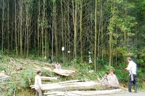 Phát triển nghề rừng kết hợp chăn nuôi và trồng cây ăn quả