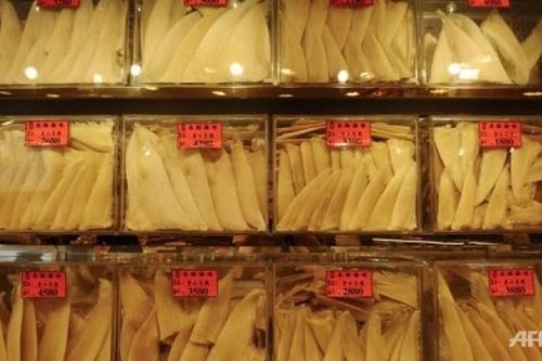 Hàng không Hàn Quốc cấm vận chuyển vây cá mập