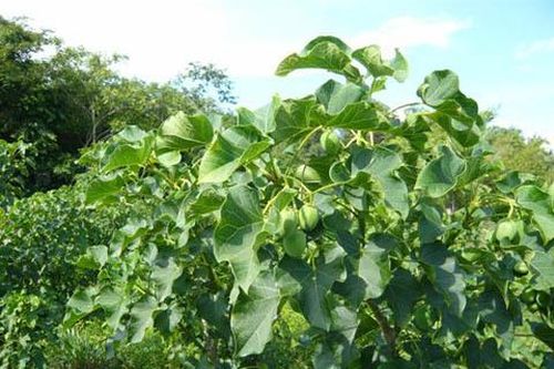 Dự án biến sa mạc thành… rừng