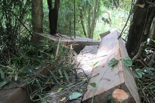 Ngăn chặn nạn phá rừng giáp ranh Phú Yên - Ðác Lắc