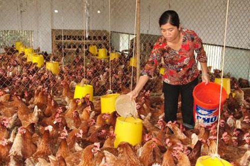 Hà Nội phát triển vùng chăn nuôi trọng điểm
