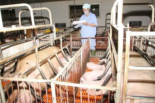 Tăng gia sản xuất gắn với xây dựng căn cứ hậu cần