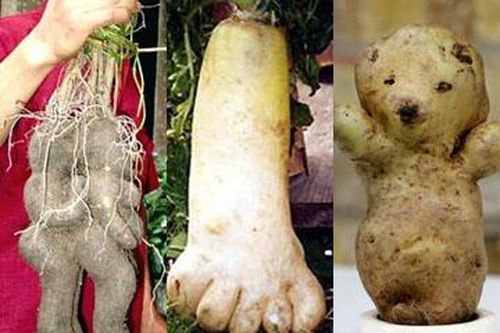 'Kiệt tác' phì cười từ mẹ thiên nhiên