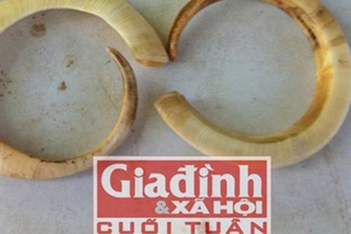 Đại gia chi cả trăm triệu săn nanh heo độc để làm 'bùa hộ mệnh'