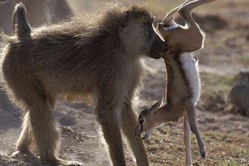 Linh dương mẹ húc khỉ baboon tới tấp để cứu con