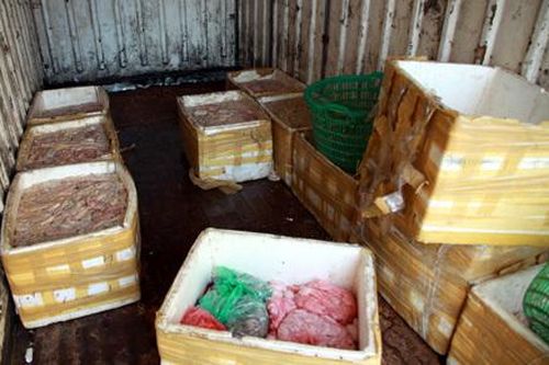 Hà Nội: Bắt giữ gần 1 tấn lòng lợn thối