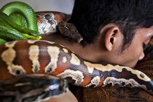 Rợn người xem massage bằng rắn 'sung sướng trong sợ hãi'