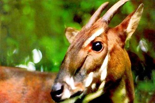 Loài thú hiếm nhất TG tưởng tuyệt chủng... tái xuất ở VN