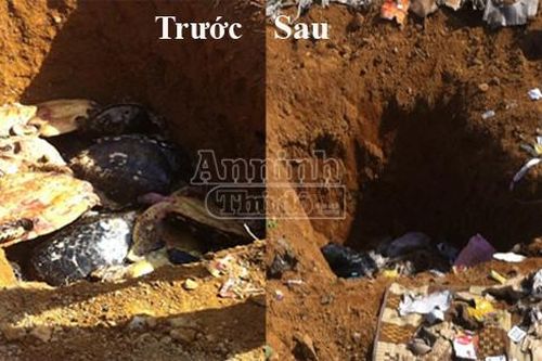 Móc hố chôn tiêu hủy, lấy trộm 94 cá thể rùa quý hiếm