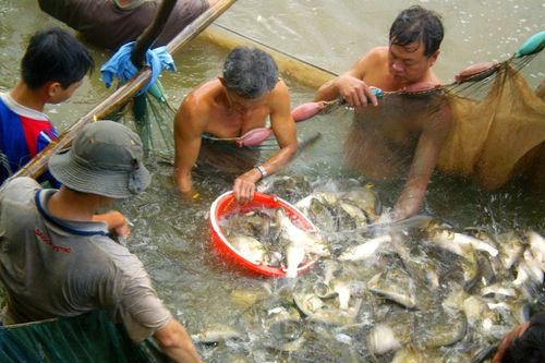Cận cảnh dân miền Tây 'dụ' cá vào chà