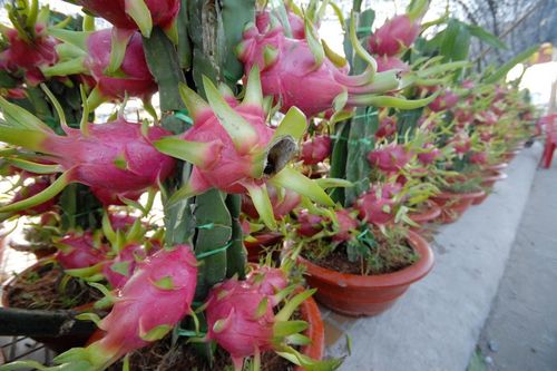 Nông dân miền Tây trồng kiểng trái thu trăm triệu vụ Tết