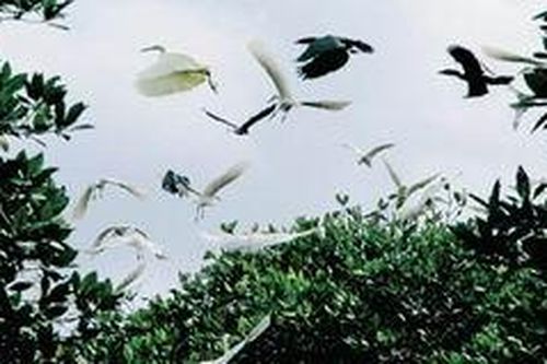 Quy hoạch tổng thể bảo tồn đa dạng sinh học đến năm 2020